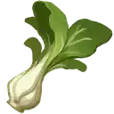 Bok Choy